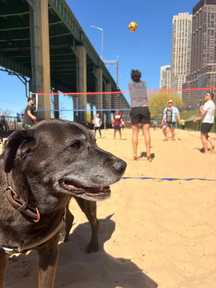 A dog in the foreground while people play beach volleyball behind it